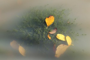 Müüdid toitumise kohta_Foto_Riina Vaikmaa