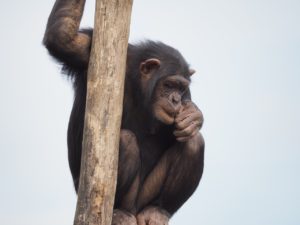 chimpanzee-830524_1280