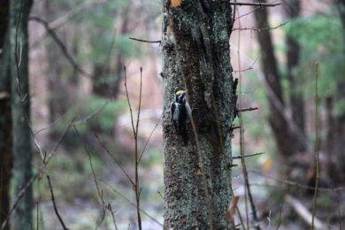 Keskkonna konverensti kutse_Foto_Vello Veskimäe