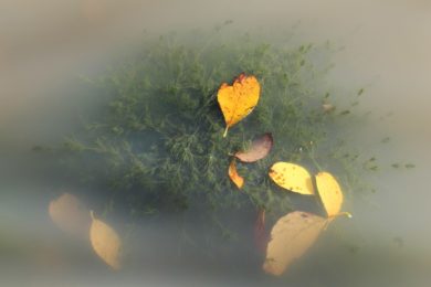 Müüdid toitumise kohta_Foto_Riina Vaikmaa