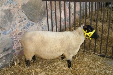 Eesti lambakasvatajad osalevad UNESCO rahvusvahelisel näitusel