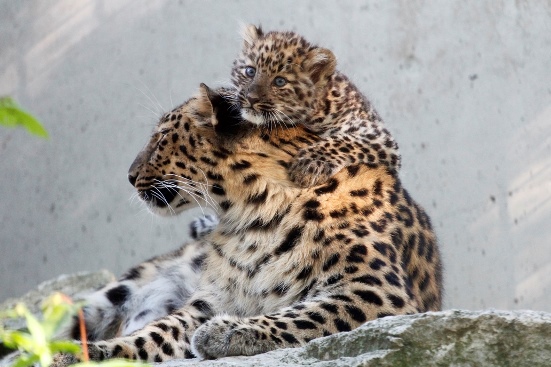 Tallinna loomaaia amuuri leopardi kutsikad saavad nimed