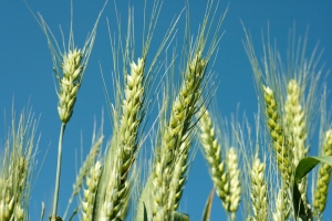 green-wheat1-1382014-m