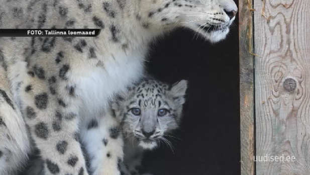 VAATA TV3 VIDEOT! Väike lumeleopard sai endale nime