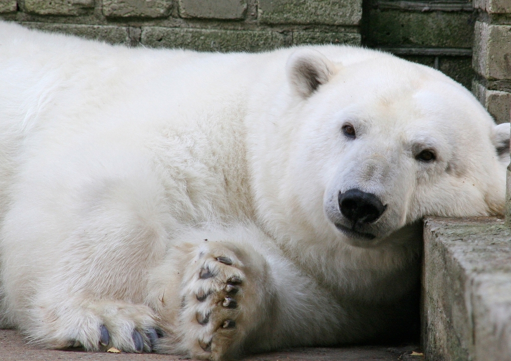 JÄÄKARU PÄEV! Jääkaru Päev kutsub valgete mõmmikute sõbrad Jääaja Keskusesse