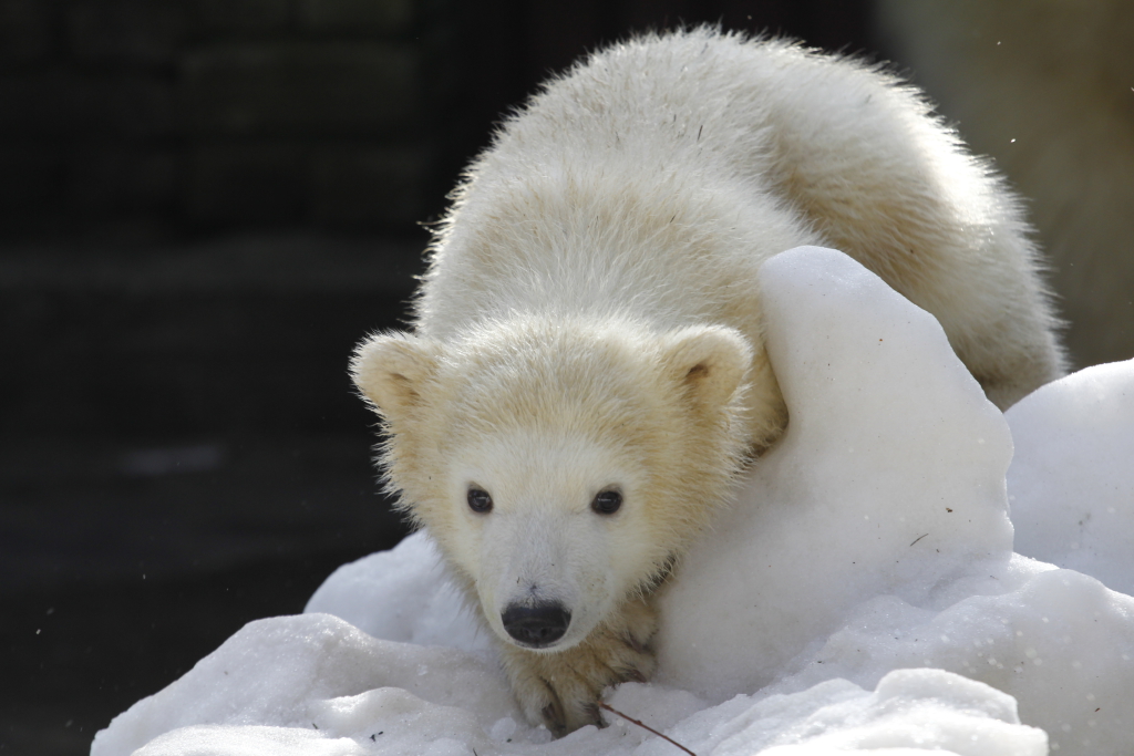 RAHVUSVAHELINE JÄÄKARUPÄEV! Jääkarupäeva eesmärk on teadvustada jääkarude olukorda terves maailmas