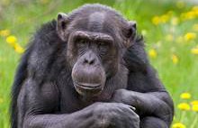 AHVIAASTA ALGAB! Loomaaiad ahvid tähistavad ahviaasta algust
