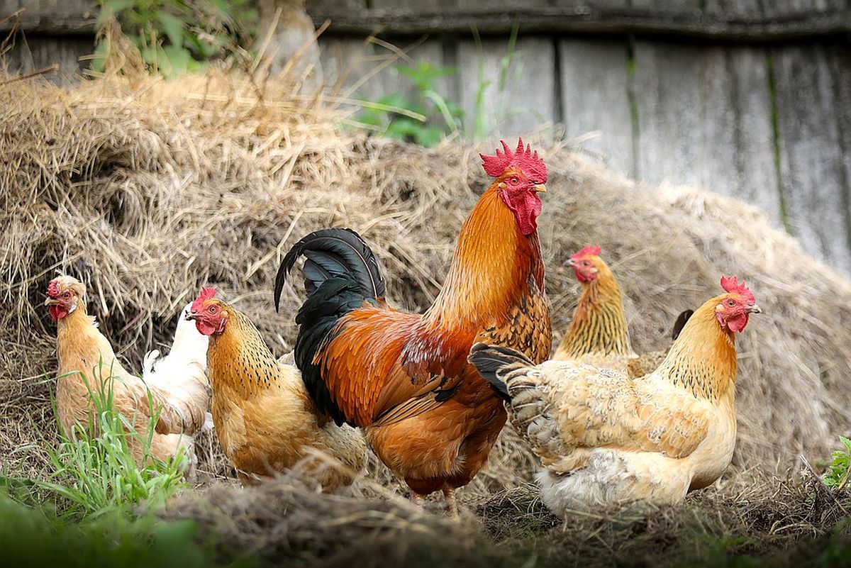 Külavanemaid oodatakse tasuta üle-eestilisele külavanemate foorumile